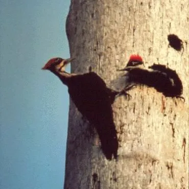 thumbnail for publication: Helping Cavity-Nesters in Florida